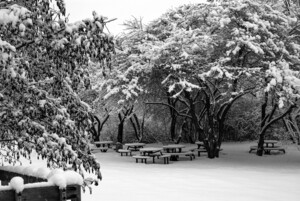 Picnic Under Snow Trees 