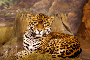 Stella full Portrait