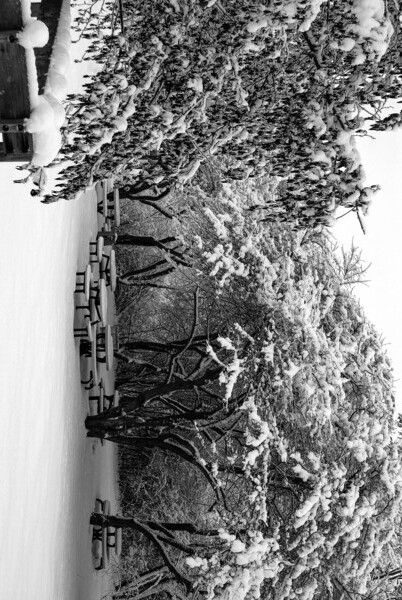 Picnic Under Snow Trees  Digital Download