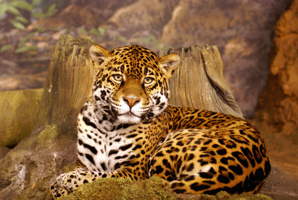 Stella full Portrait Print