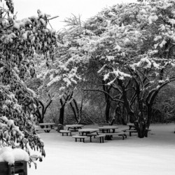 Picnic Under Snow Trees 