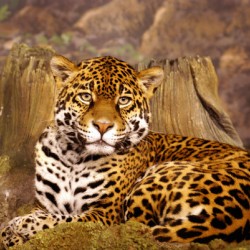 Stella full Portrait