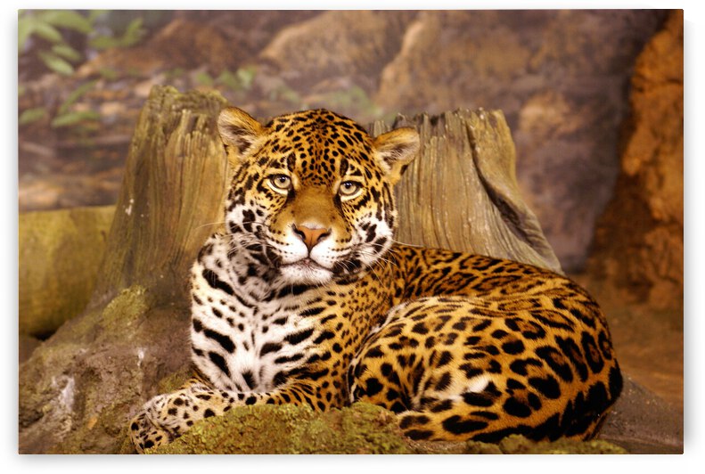 Stella full Portrait by Deb Beausoleil