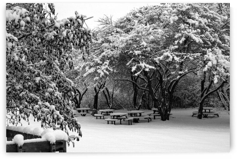Picnic Under Snow Trees  by Deb Beausoleil