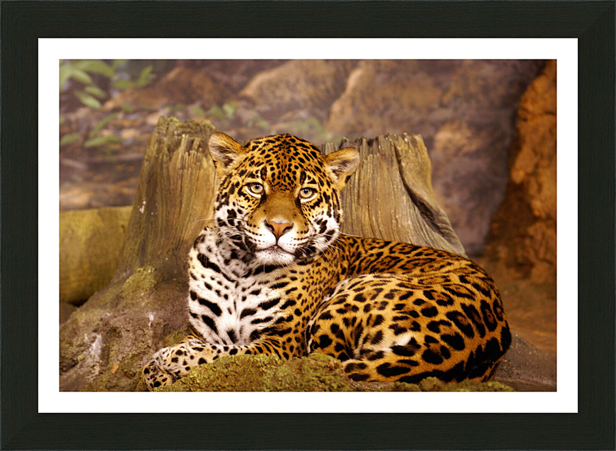 Stella full Portrait Picture Frame print