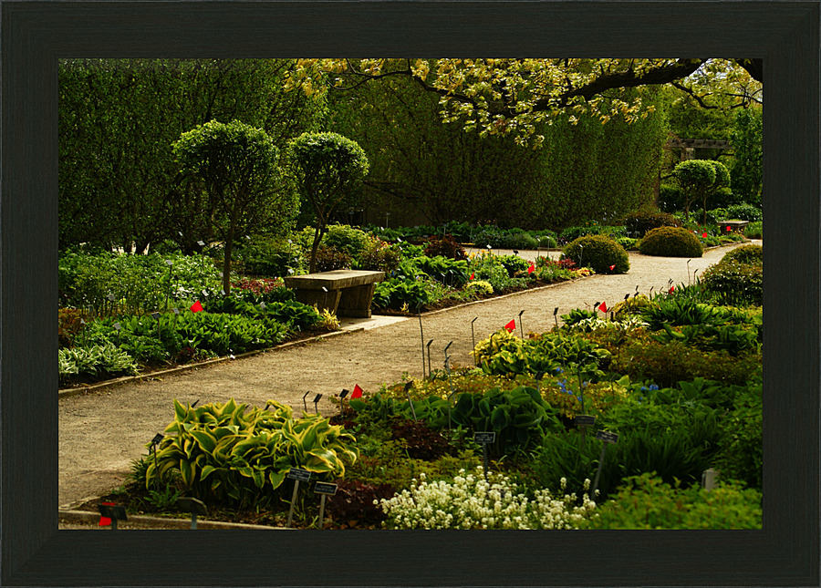 Shady Sun Picture Frame print