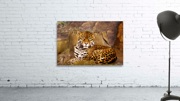 Stella full Portrait Wall Preview