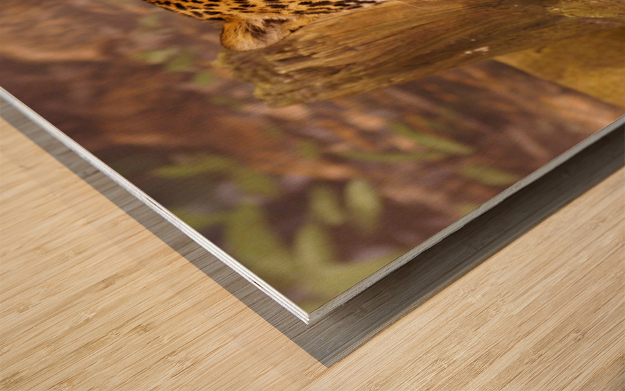 Stella full Portrait Wood print