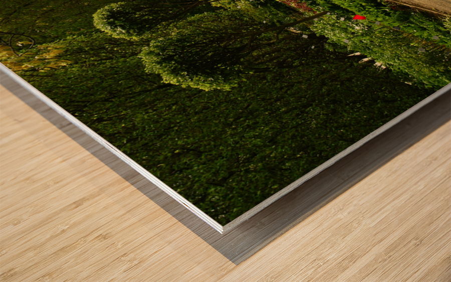 Shady Sun Wood print